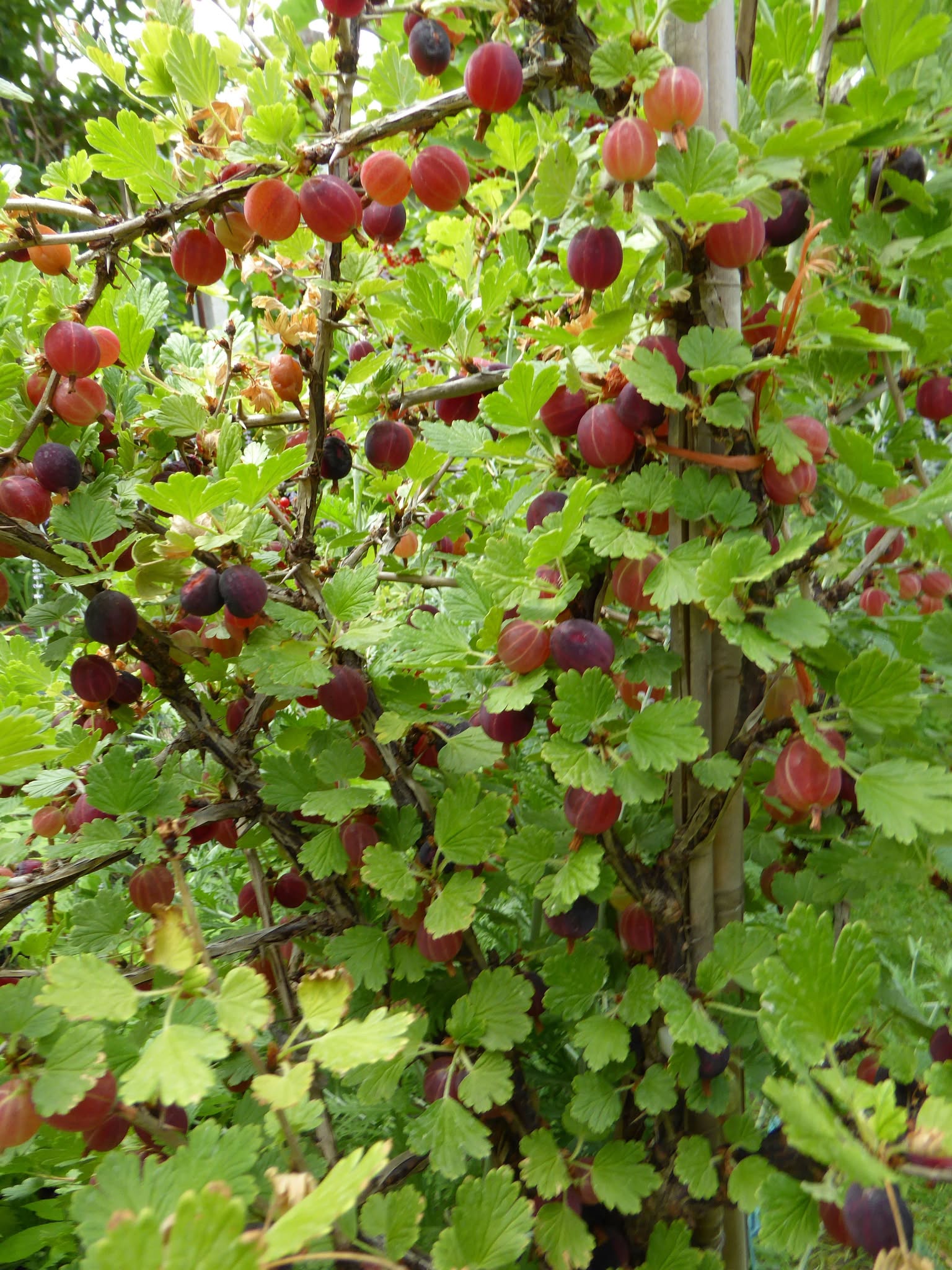 Egreš červený –Captivator